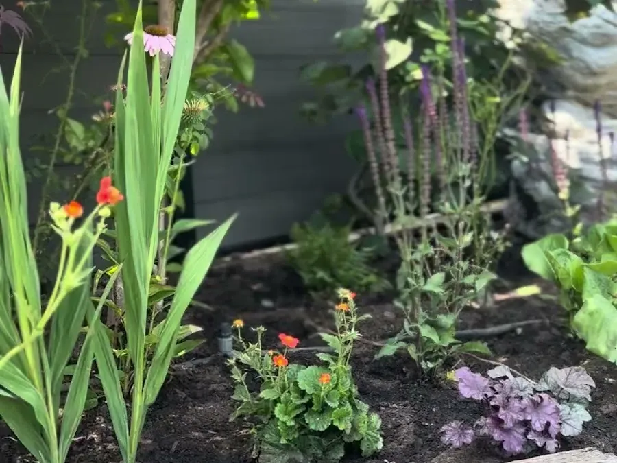 A newly planted bed behind a sleeper edge: orange geum, purple salvia spikes, a pink echinacea and purple-leaved heuchera.