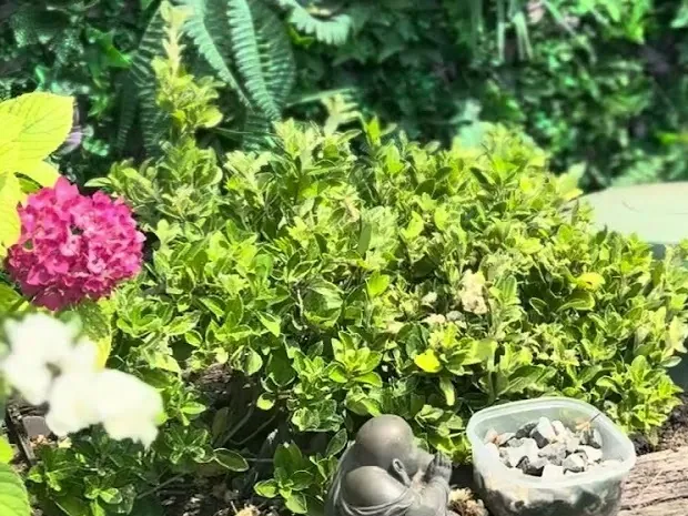 A pink flower head and fresh green shrubs in the sleeper border.