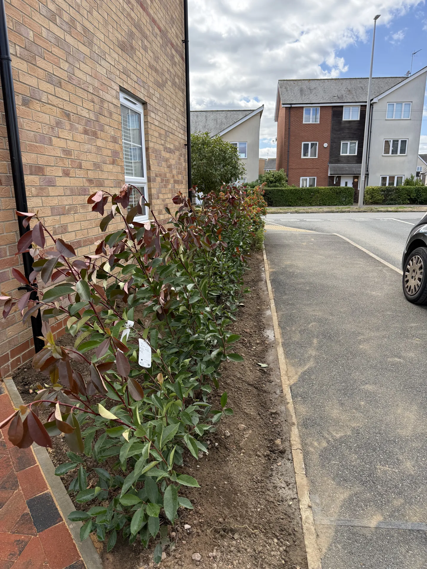 A row of newly planted red robin in fresh soil along the pavement side of the house, with the edge of the new block paving in the bottom corner.